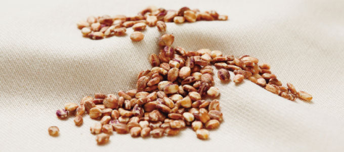 NHK・あさイチで話題の「もち麦」