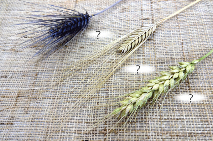 『麦』の収穫始まりました。