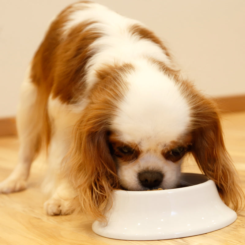 犬の雑穀ごはんアダルト(チキン)