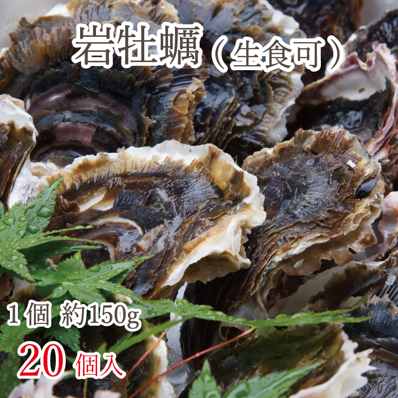 【熊本県上天草産】岩牡蠣（殻付き 生食可）約150g×20個入