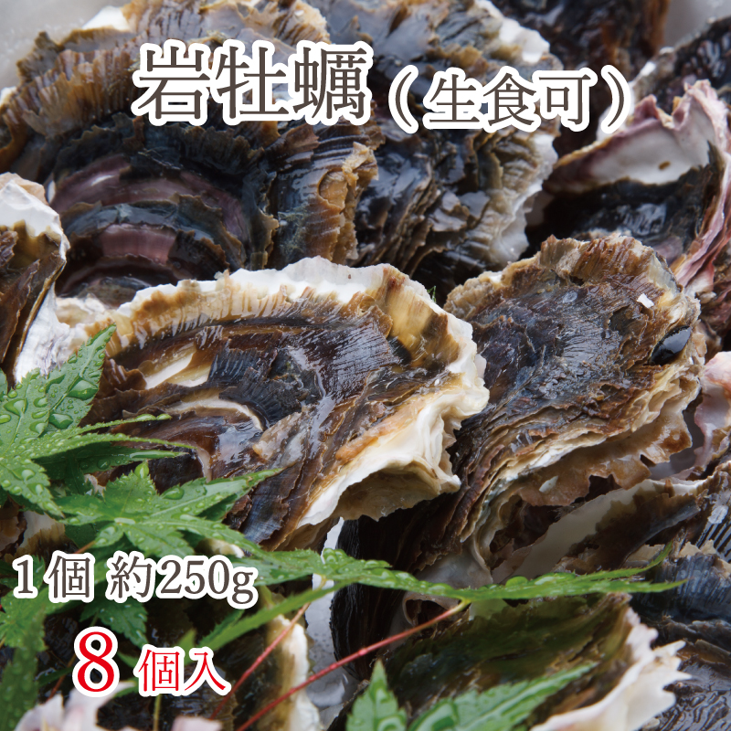 【熊本県上天草産】岩牡蠣（殻付き 生食可）約250g×8個入