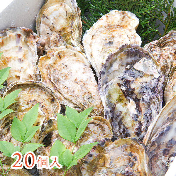 【熊本県上天草産】真牡蠣（殻付き 生食可）20個入