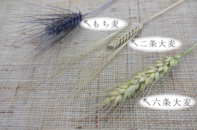 の 小麦 違い と 大麦 大麦と小麦の違い